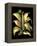 Dramatic Aloe II-Basilius Besler-Framed Stretched Canvas