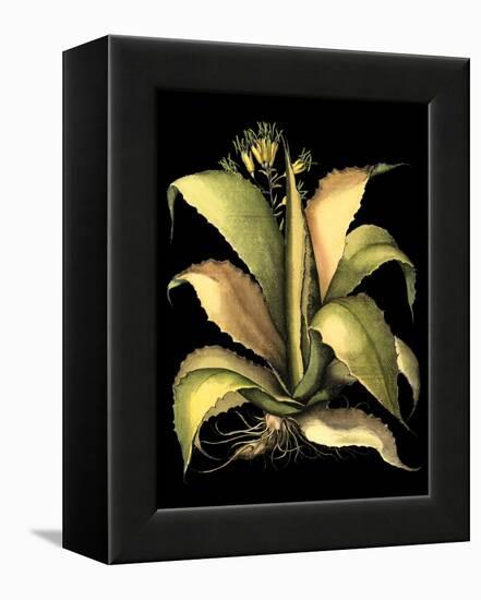 Dramatic Aloe II-Basilius Besler-Framed Stretched Canvas