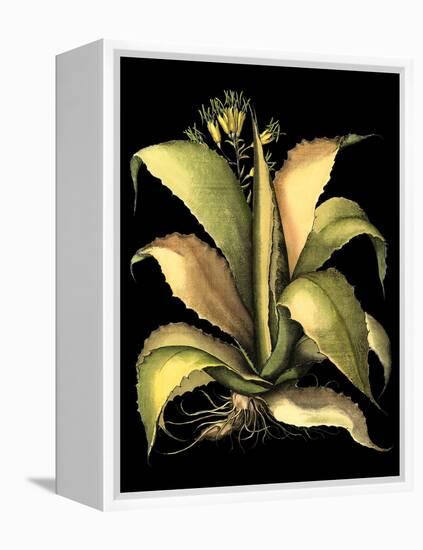 Dramatic Aloe II-Basilius Besler-Framed Stretched Canvas