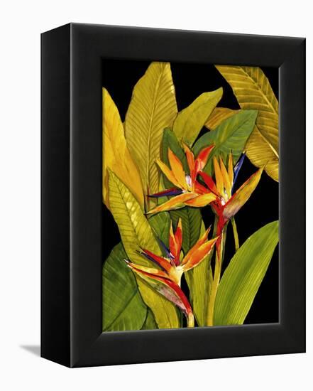 Dramatic Bird of Paradise-Tim O'toole-Framed Stretched Canvas