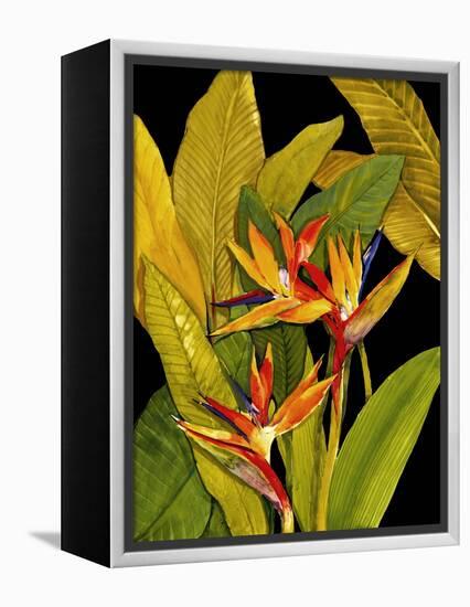 Dramatic Bird of Paradise-Tim O'toole-Framed Stretched Canvas