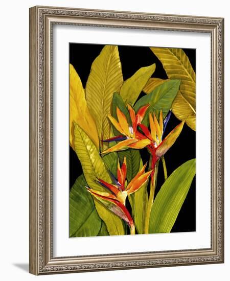 Dramatic Bird of Paradise-Tim O'toole-Framed Art Print