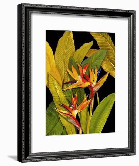 Dramatic Bird of Paradise-Tim O'toole-Framed Art Print