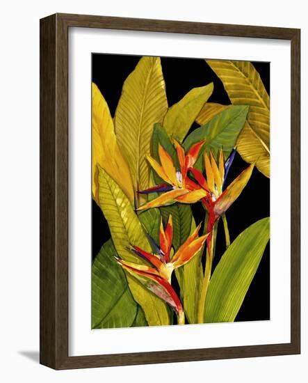 Dramatic Bird of Paradise-Tim O'toole-Framed Art Print