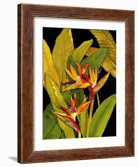 Dramatic Bird of Paradise-Tim O'toole-Framed Art Print