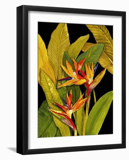 Dramatic Bird of Paradise-Tim O'toole-Framed Art Print