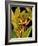 Dramatic Bird of Paradise-Tim O'toole-Framed Art Print