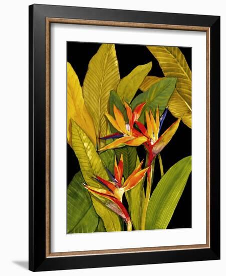 Dramatic Bird of Paradise-Tim O'toole-Framed Art Print