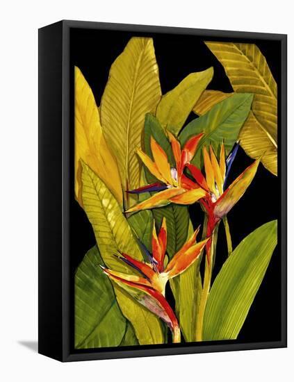 Dramatic Bird of Paradise-Tim O'toole-Framed Stretched Canvas