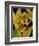 Dramatic Bird of Paradise-Tim O'toole-Framed Art Print