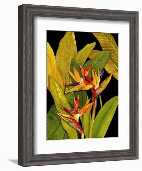 Dramatic Bird of Paradise-Tim O'toole-Framed Art Print