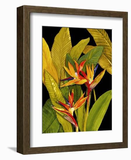 Dramatic Bird of Paradise-Tim O'toole-Framed Art Print