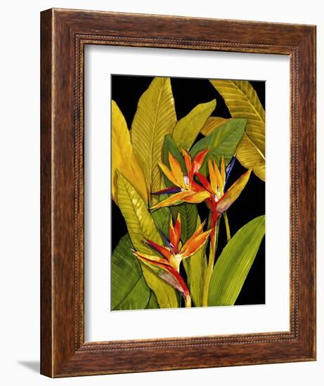 Dramatic Bird of Paradise-Tim O'toole-Framed Art Print