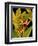 Dramatic Bird of Paradise-Tim O'toole-Framed Art Print