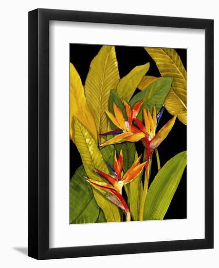 Dramatic Bird of Paradise-Tim O'toole-Framed Art Print