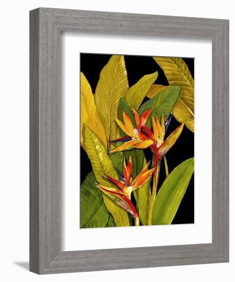 Dramatic Bird of Paradise-Tim O'toole-Framed Premium Giclee Print