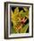 Dramatic Bird of Paradise-Tim O'toole-Framed Premium Giclee Print