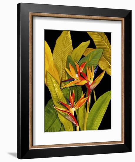 Dramatic Bird of Paradise-Tim O'toole-Framed Premium Giclee Print