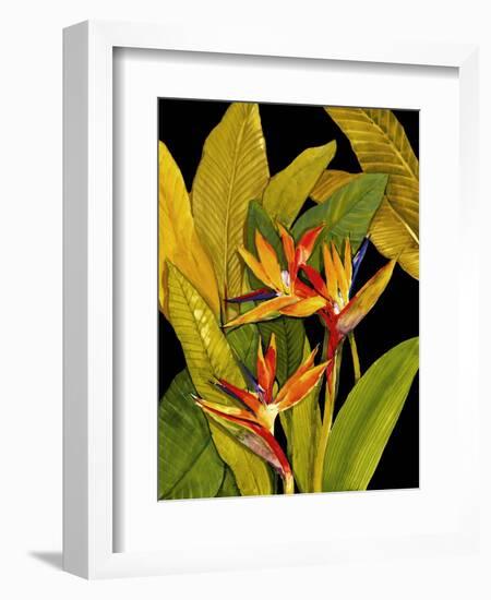 Dramatic Bird of Paradise-Tim O'toole-Framed Premium Giclee Print