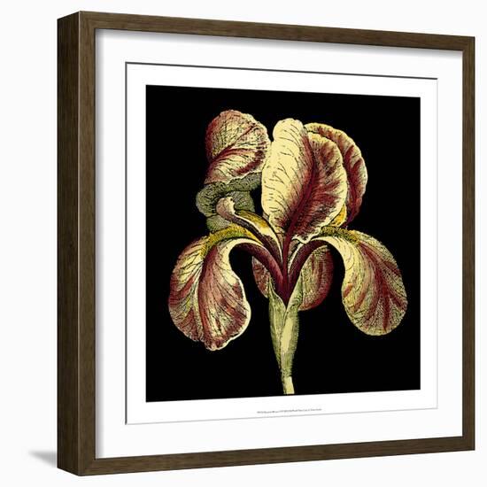 Dramatic Blooms VI-Vision Studio-Framed Art Print