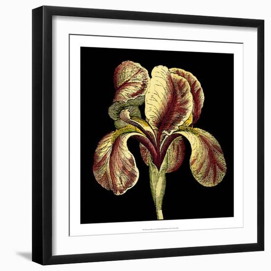 Dramatic Blooms VI-Vision Studio-Framed Art Print