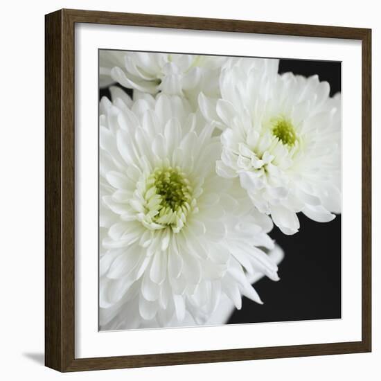 Dramatic Chrysanthemum 1-Susannah Tucker-Framed Art Print