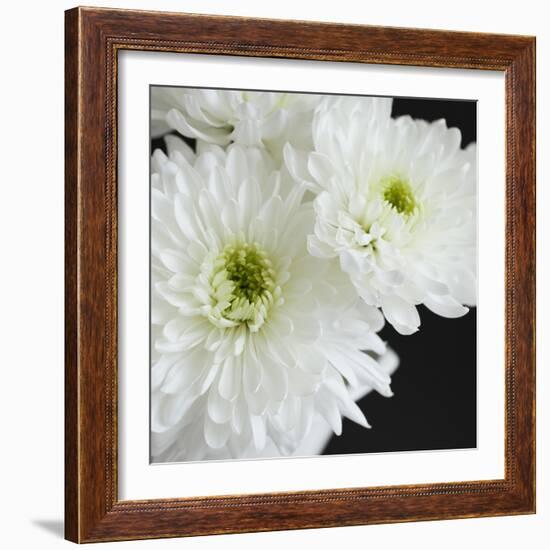 Dramatic Chrysanthemum 1-Susannah Tucker-Framed Art Print