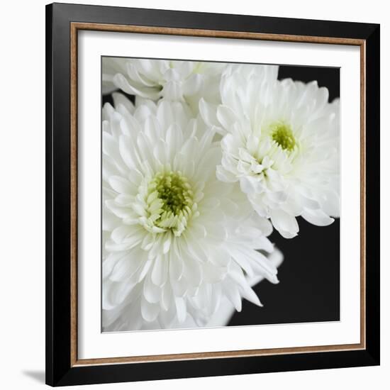 Dramatic Chrysanthemum 1-Susannah Tucker-Framed Art Print