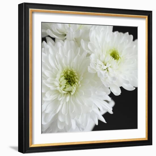 Dramatic Chrysanthemum 1-Susannah Tucker-Framed Art Print