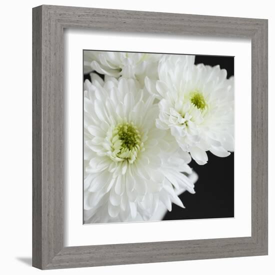 Dramatic Chrysanthemum 1-Susannah Tucker-Framed Art Print