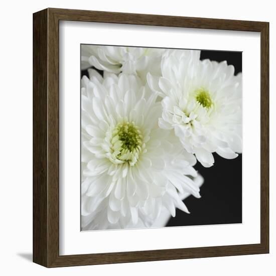 Dramatic Chrysanthemum 1-Susannah Tucker-Framed Art Print