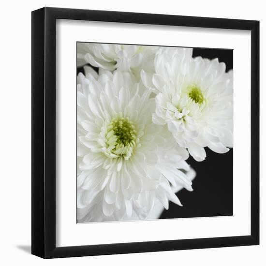 Dramatic Chrysanthemum 1-Susannah Tucker-Framed Art Print
