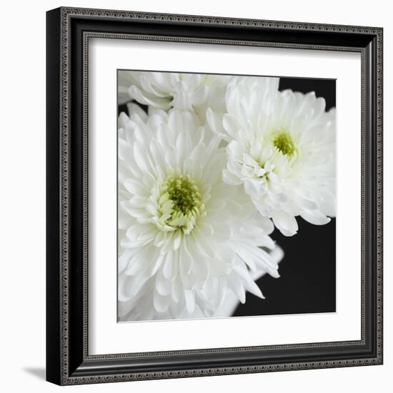 Dramatic Chrysanthemum 1-Susannah Tucker-Framed Art Print