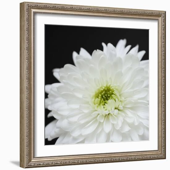 Dramatic Chrysanthemum 2-Susannah Tucker-Framed Art Print