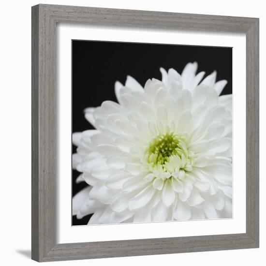 Dramatic Chrysanthemum 2-Susannah Tucker-Framed Art Print