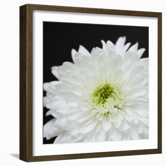 Dramatic Chrysanthemum 2-Susannah Tucker-Framed Art Print