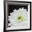 Dramatic Chrysanthemum 2-Susannah Tucker-Framed Art Print