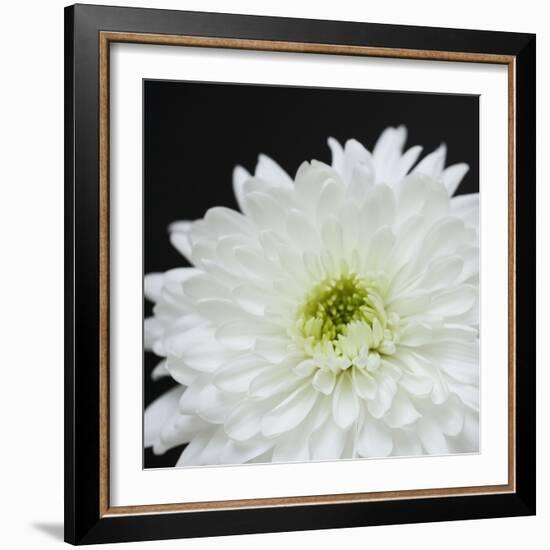 Dramatic Chrysanthemum 2-Susannah Tucker-Framed Art Print