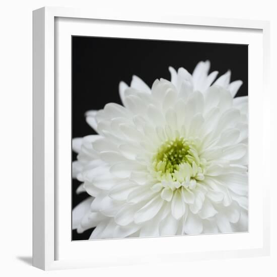 Dramatic Chrysanthemum 2-Susannah Tucker-Framed Art Print