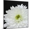 Dramatic Chrysanthemum 2-Susannah Tucker-Mounted Art Print