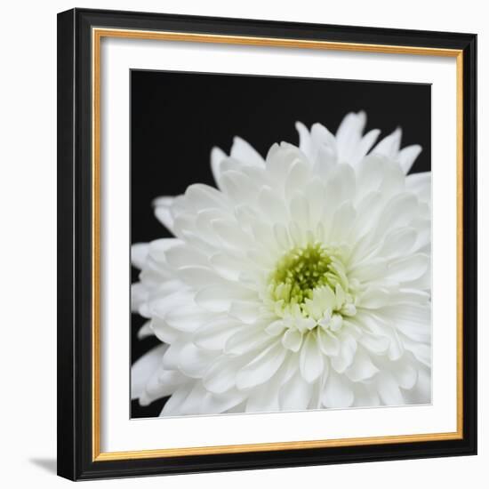 Dramatic Chrysanthemum 2-Susannah Tucker-Framed Art Print