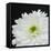 Dramatic Chrysanthemum 2-Susannah Tucker-Framed Stretched Canvas