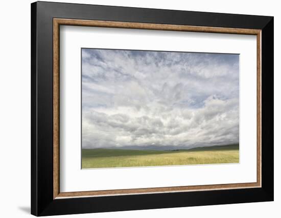 Dramatic Clouds Above Wheat Field, Palouse Region of Eastern Washington-Adam Jones-Framed Photographic Print