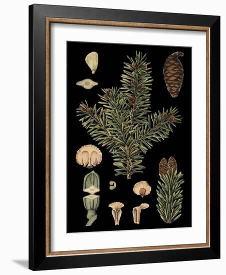 Dramatic Conifers I-Vision Studio-Framed Art Print