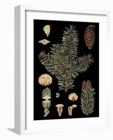 Dramatic Conifers I-Vision Studio-Framed Art Print