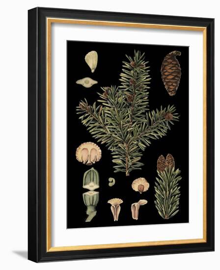 Dramatic Conifers I-Vision Studio-Framed Art Print