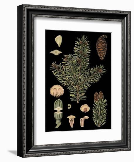 Dramatic Conifers I-Vision Studio-Framed Art Print