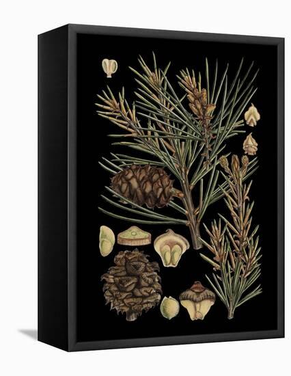 Dramatic Conifers II-Vision Studio-Framed Stretched Canvas