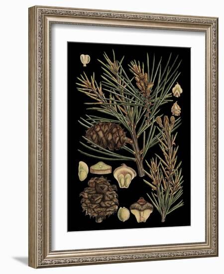 Dramatic Conifers II-Vision Studio-Framed Art Print