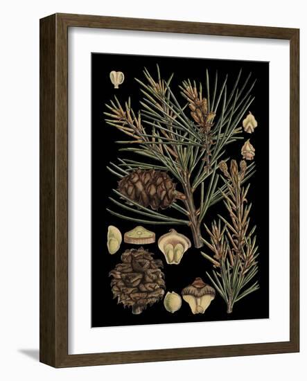 Dramatic Conifers II-Vision Studio-Framed Art Print